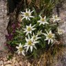 Edelweiss profil fotoğrafı