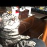 Zarathustra profil fotoğrafı