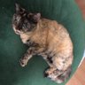 Lora profil fotoğrafı