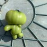 シトマテ profil fotoğrafı