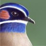 HYREZ profil fotoğrafı