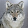 GreyWolf 的头像