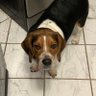 beagledad 的头像