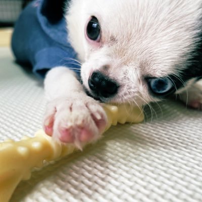 GyuTomiko's profile picture