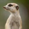 Profilbild von Meerkat