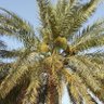 Фото профиля waleed