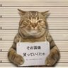 Profilbild von チョコレート