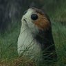 Dorkster profil fotoğrafı