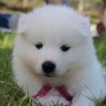 I’m not a dog's profile picture