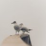 SlowJoCrow 的头像