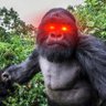 Holo Cene's profile picture