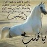 Profilbild von عبدالرحمن علي