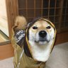 Фото профиля 柴犬日和