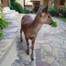 Profilbild von BamBiNgBuHaYMo