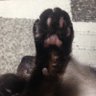 クマ受けデブ's profile picture