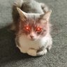 Furrybeast 🟠 🟠 🚀🌙 profil fotoğrafı