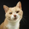 Viiru The Cat & Kismet ☮️🇺🇦 的头像