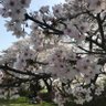 Фото профиля 桜大好き