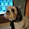 Benedetti Luciana's profile picture