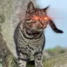Фото профиля ZCryptoCat