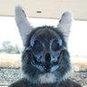 D. V. Wolfvbay 的头像