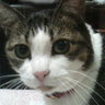 Фото профиля ねこじゃら