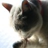 Profilbild von 無芸大食