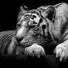 สร้อยสุวรรณ จันทร์สุดา profil fotoğrafı