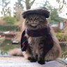 Cannonball's profile picture