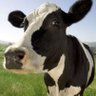Kostis's profile picture