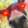 Goodtoknow's profile picture