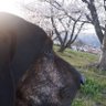 Фото профиля おつぶ