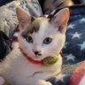 NAOKO's profile picture
