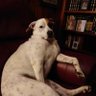 Pennydog 的头像