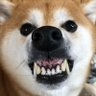 Kheewhisperer 的头像