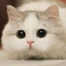 路過的一隻貓。 profil fotoğrafı