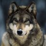 The Wolf of MS profil fotoğrafı