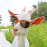 Profilbild von Goat