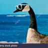 @swanfrativan profil fotoğrafı