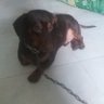 Ho quan profil fotoğrafı