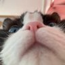 Doublecooked Porkie 🍑's profile picture