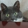Millie the Cat's profile picture