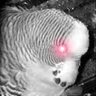 BubiTwitt profil fotoğrafı