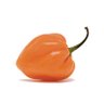 Фото профиля Spicy Habs