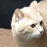 ばにしゃん's profile picture