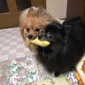 くうちゃんとりくくん profil fotoğrafı