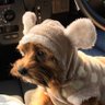 🐕改名せりちんゆーのぽて🐍🐱🦗 的头像