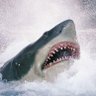 The Ulster Scot Sharkie Wharkie✝️ 的头像