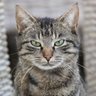 Reign_of_the_Cat 的头像