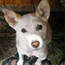 Doggo's profile picture
